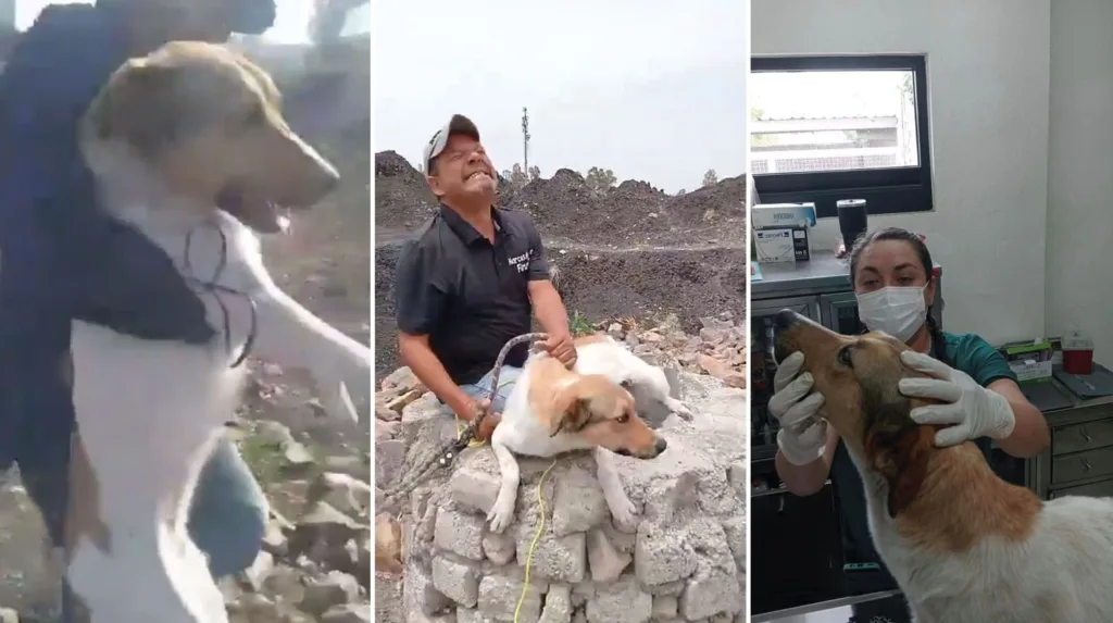 Rescatan a perrito arrojado por jóvenes a un pozo de 15 metros de profundidad en Guanajuato