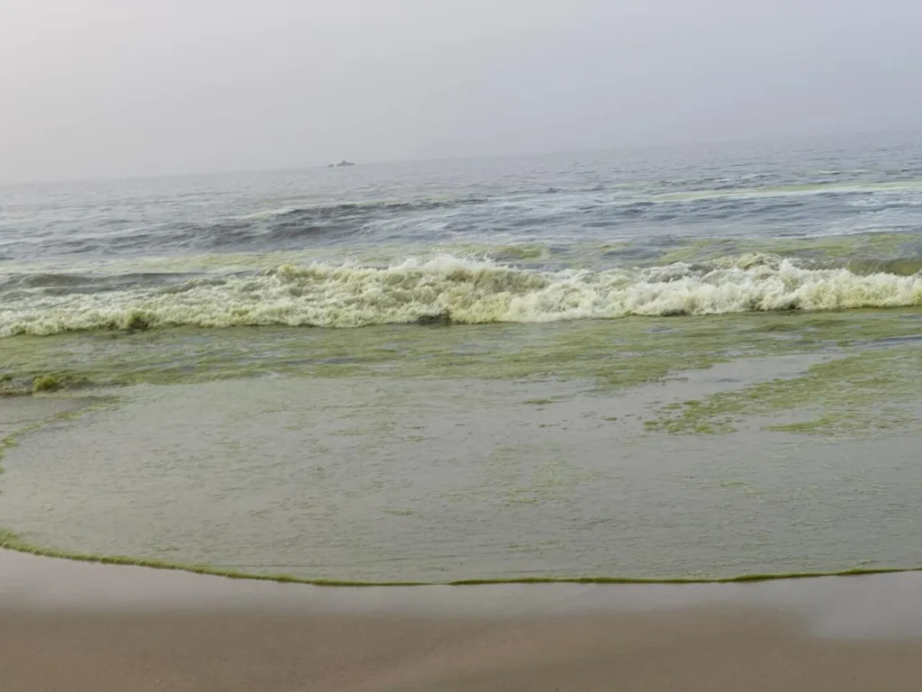 Presencia de mancha verde en la franja costera de Zihuatanejo no es dañina al contacto humano