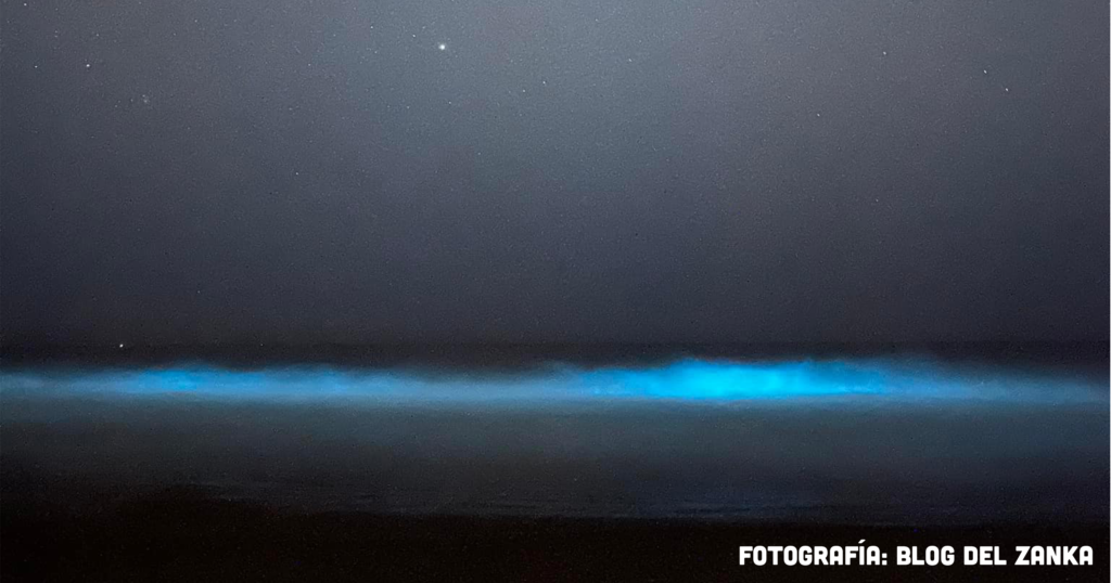 Asombra la bioluminiscencia en litorales de Zihuatanejo