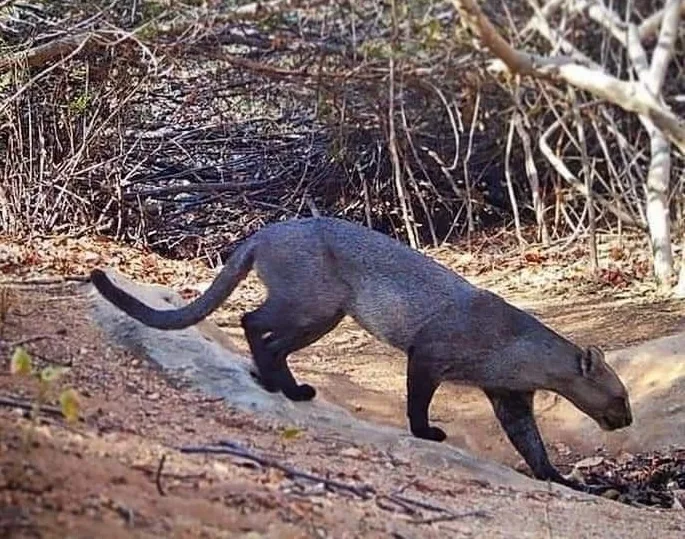 Todavía se avistan jaguarundis en la sierra de Zihuatanejo