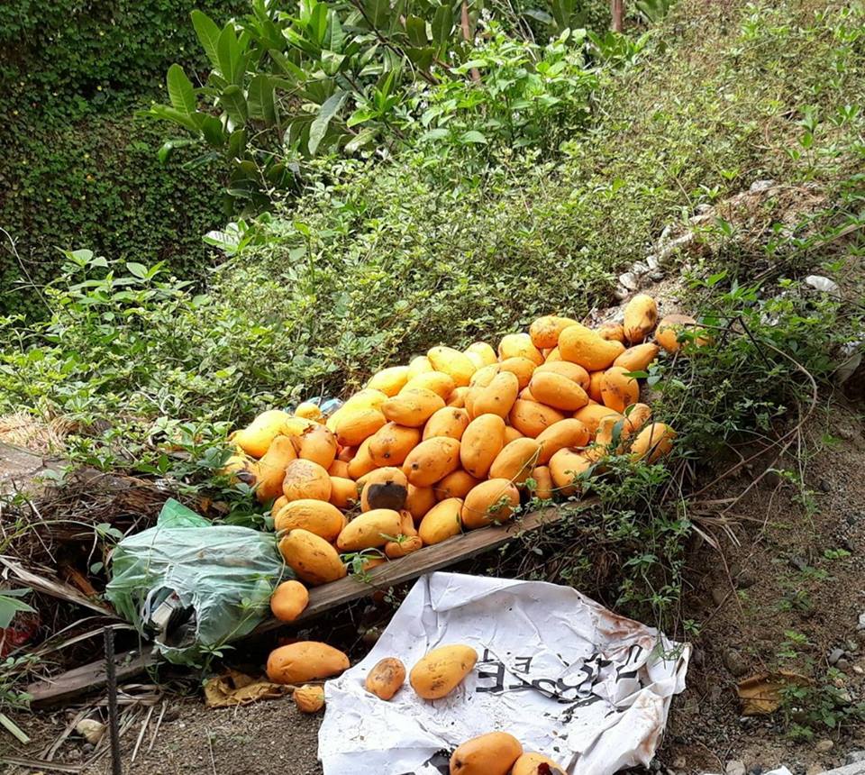 Productores de mango del Ticui se quejan de la falta de apoyo