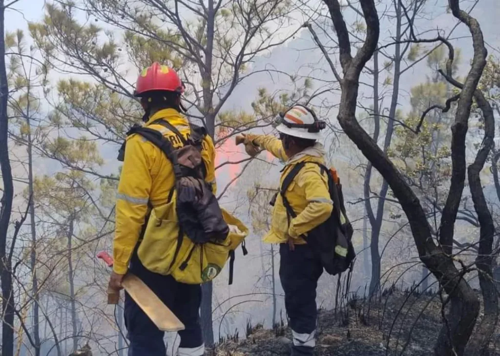 En Coyuca de Catalán… Por incendio forestal, en riesgo núcleo agrario con gran biodiversidad de árboles maderables