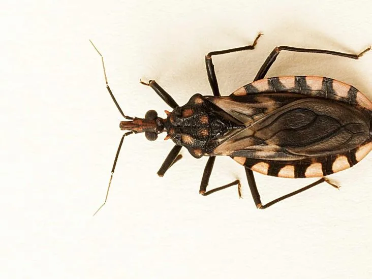 Con limpieza integral del hogar, IMSS Guerrero llama a prevenir contagios por enfermedad de Chagas