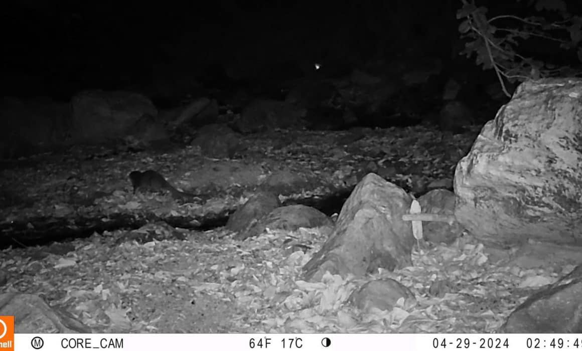 Sorprende presencia de nutrias en la sierra de Chilpancingo