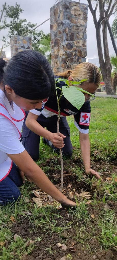 Cerca de 300 árboles se han plantado en el parque Papagayo