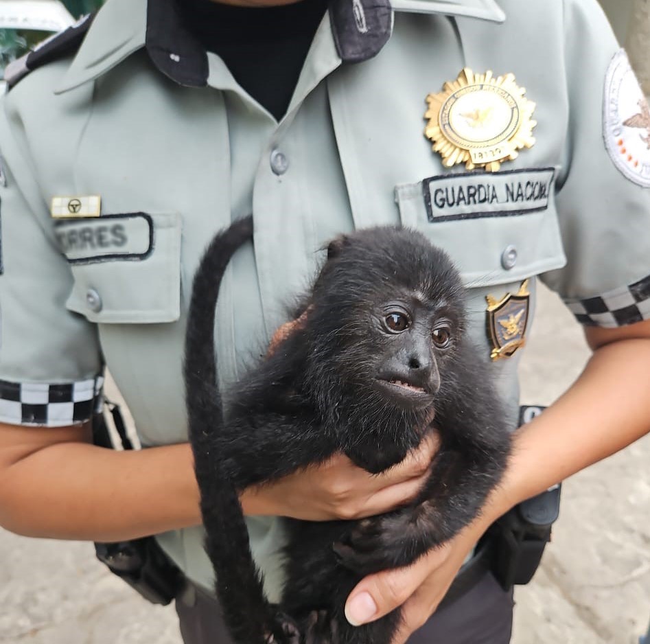 En Tabasco, guardia nacional rescata a mono saraguato o aullador, ofrecido a la venta a un costado de la carretera