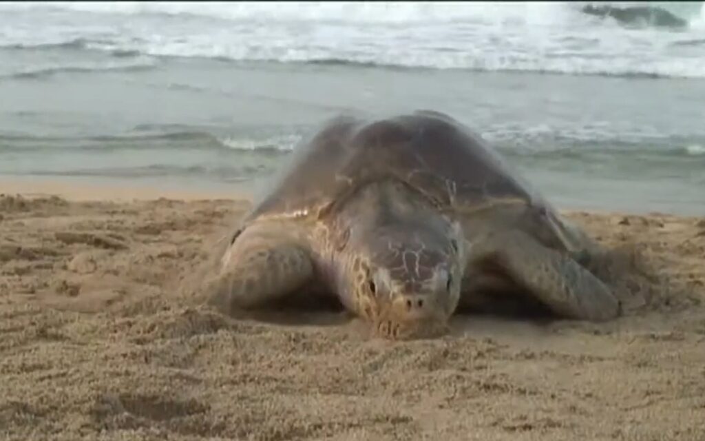Es prioridad la protección de la tortuga marina en Troncones-Majahua