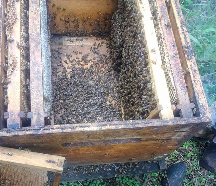 Baja la producción de miel en Atoyac, alertan