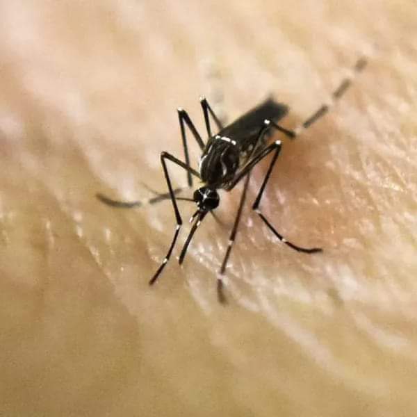Alertan por alza en casos de dengue en San Jerónimo