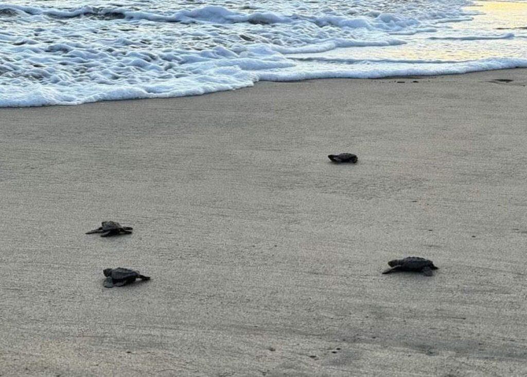 En Guerrero… Por la escasez de lluvias es lento el arribo de tortugas al litoral costero