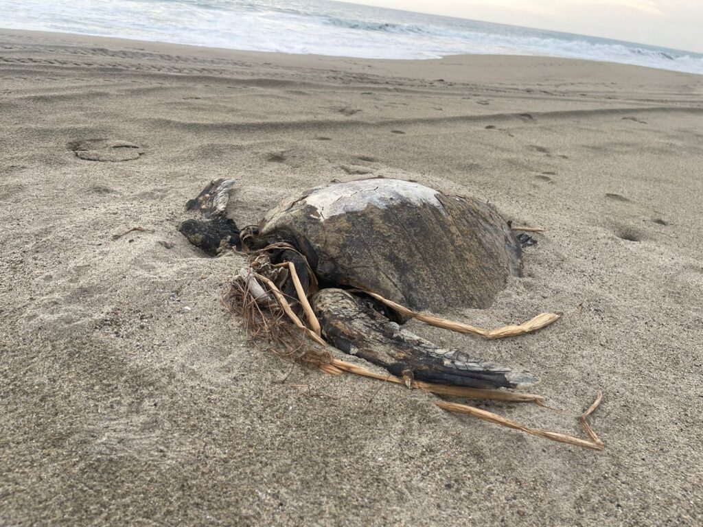 Alertan por mortandad de tortugas en playas de Tecpan