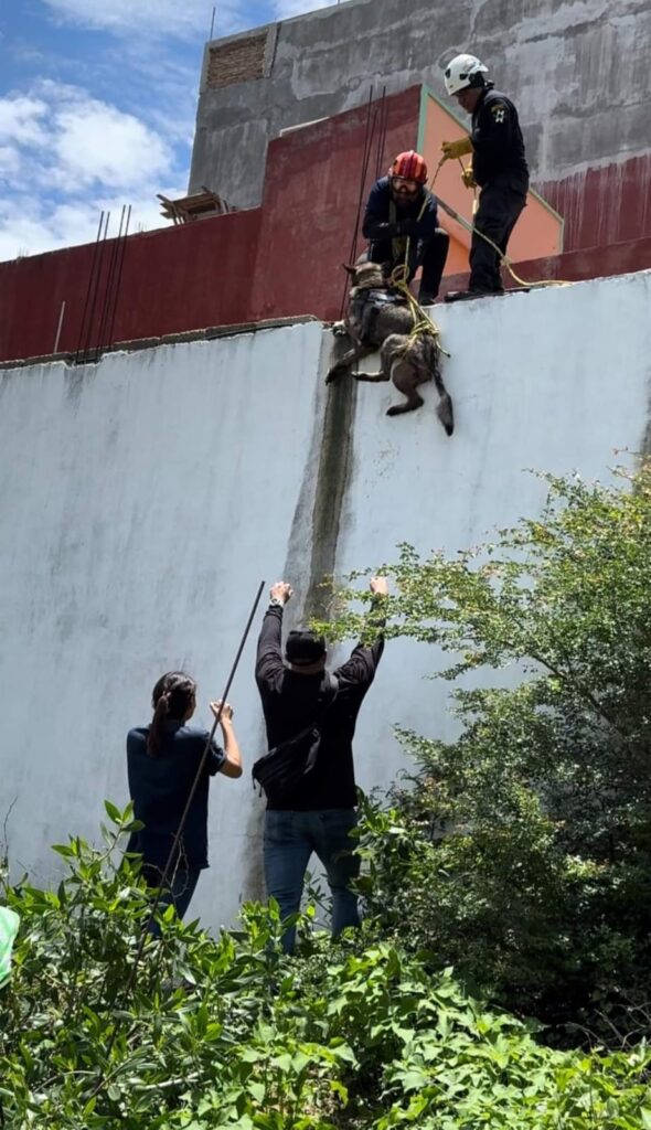 Rescatan Gobierno de Guerrero y la asociación Perritos Felices dos perros en situación de maltrato