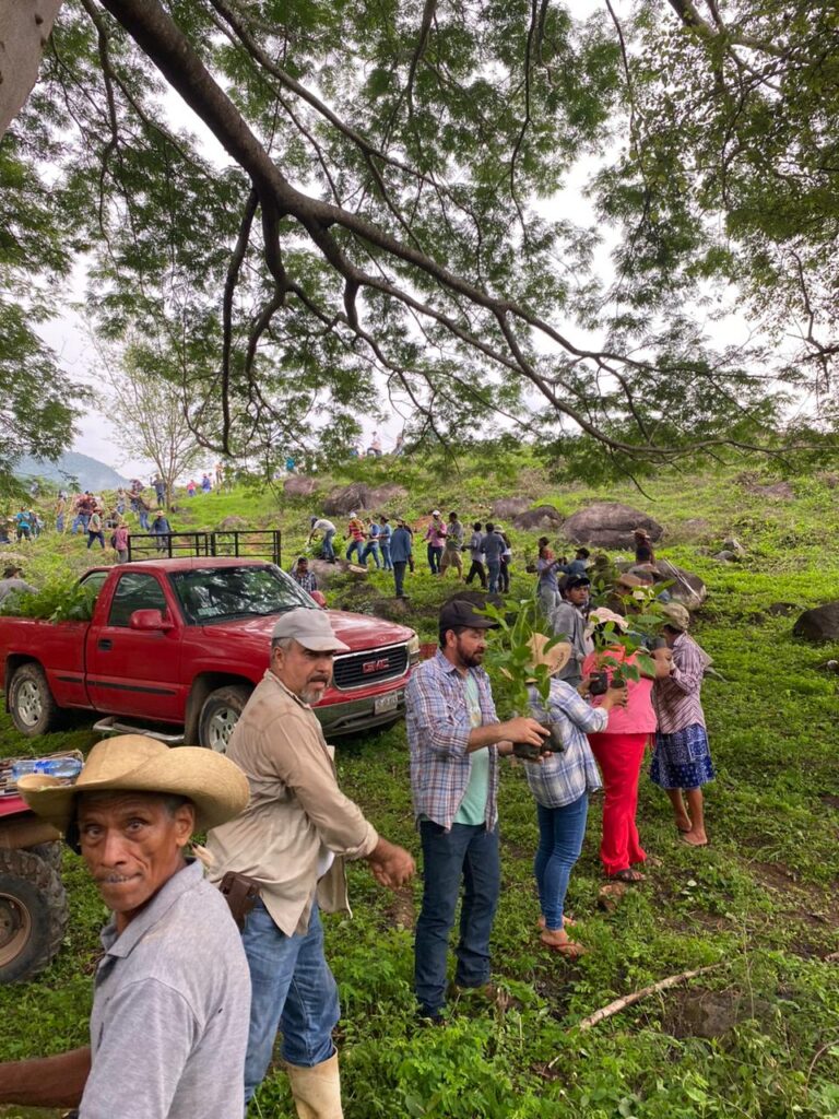 Jornada histórica de reforestación en la sierra de Zihuatanejo