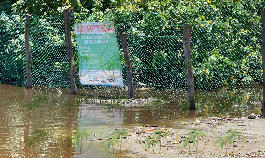 Acordonan desembocadura de estero “El Negro” por salida de cocodrilos