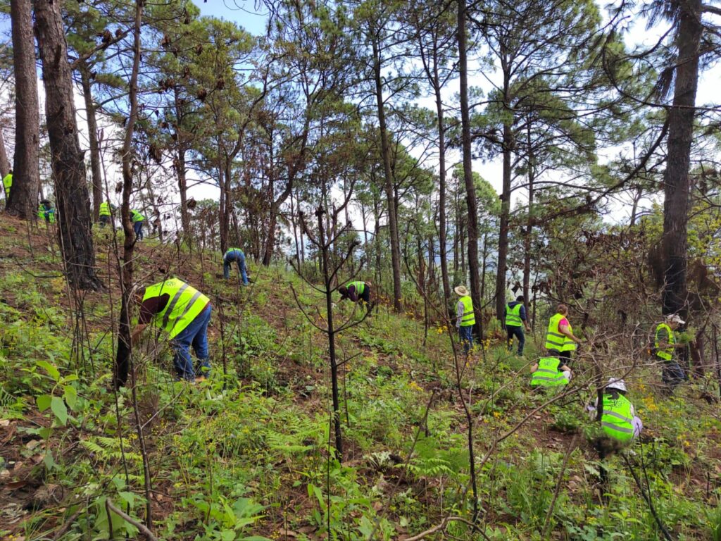 Inicia CAPASEG acciones de reforestación para recuperación de bosque; planta 800 árboles en la sierra de Chilpancingo