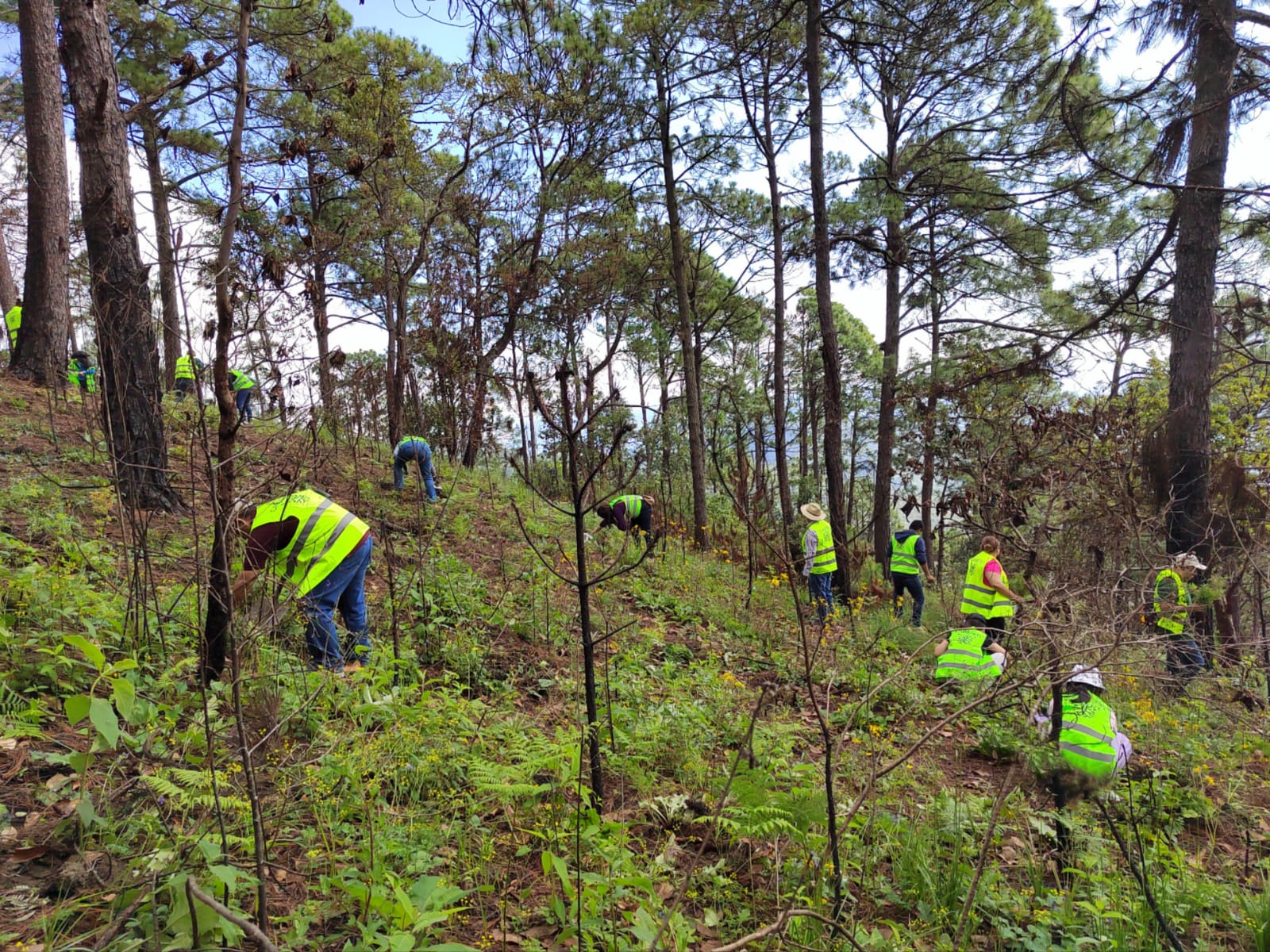 Inicia CAPASEG acciones de reforestación para recuperación de bosque; planta 800 árboles en la sierra de Chilpancingo