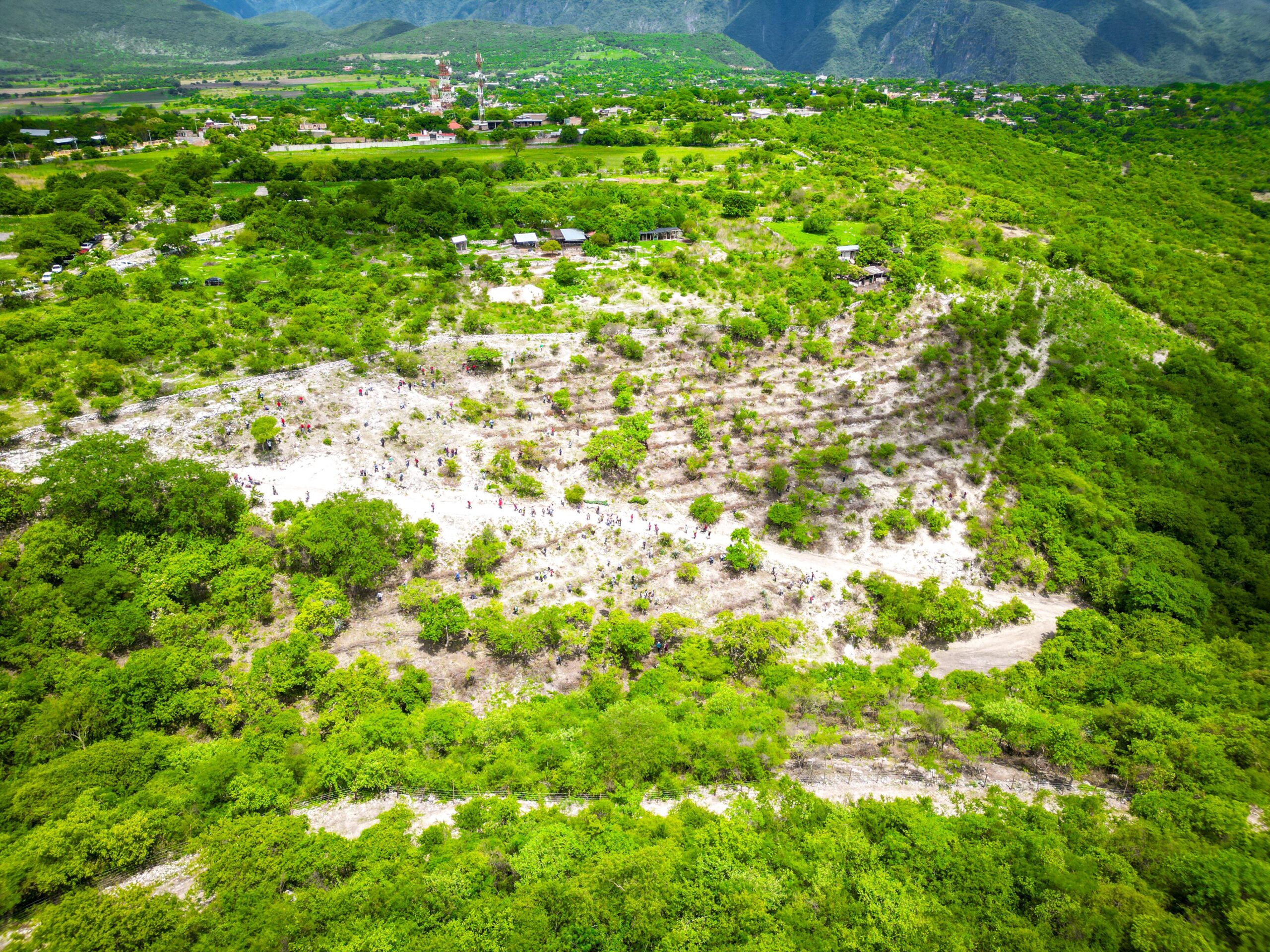 El Programa Sembrando Vida y SAGADEGRO reforestaron 2.5 de hectáreas en Xochipala