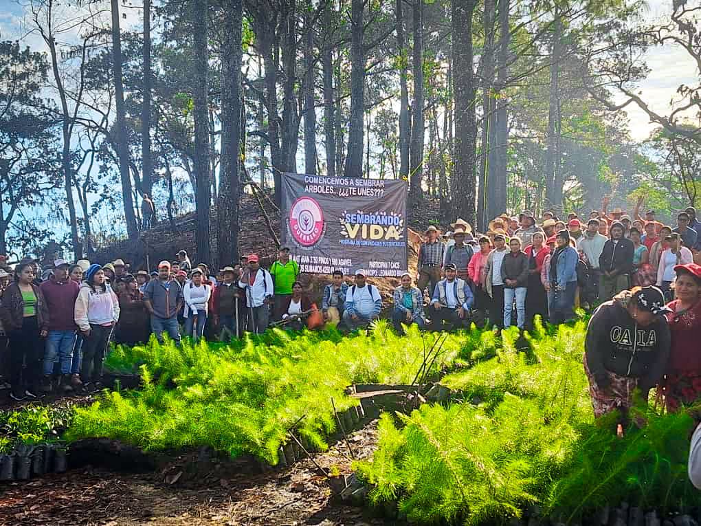 Llega la Campaña Reforestando Guerrero a Acapulco, Chilpancingo y Teloloapan