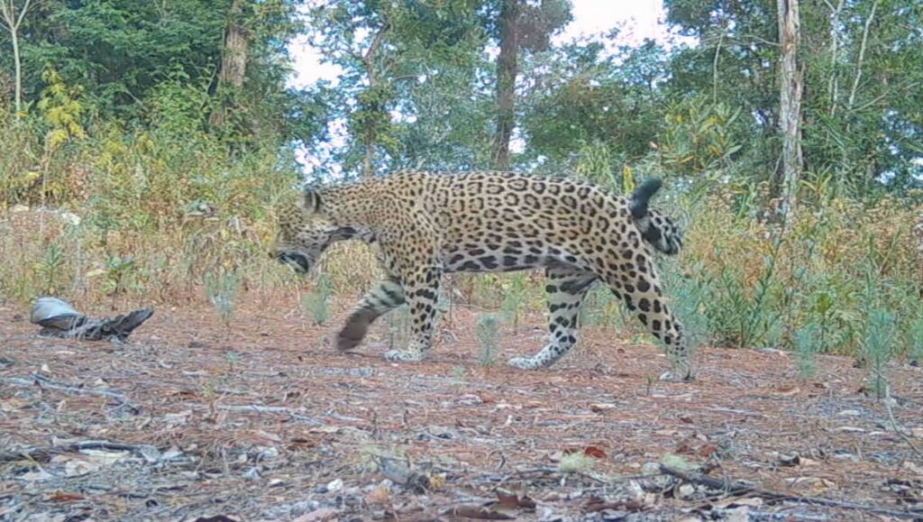 Captan a imponente Jaguar en la sierra de Tecpan