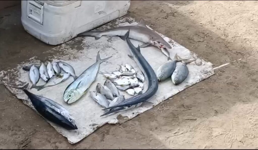 Concluye veda del tiburón, pescadores de Zihuatanejo retoman capturas