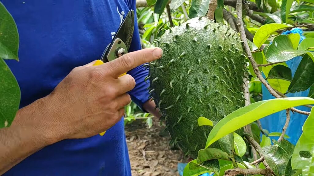 Productores de la sierra diversifican cultivos con guanábana, alcanzando mercados regionales