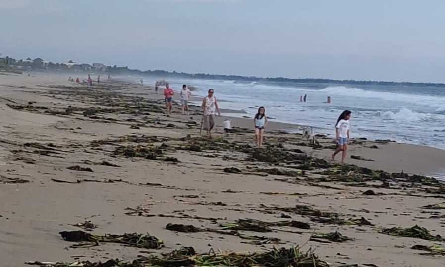 Tras fuertes lluvias toneladas de lirio acuático salen a playa Blanca y barra de Potosí