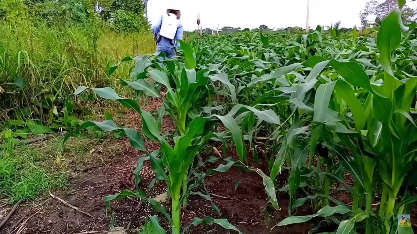 Agricultores cosecharán en noviembre gracias a las lluvias y a la semilla mejorada