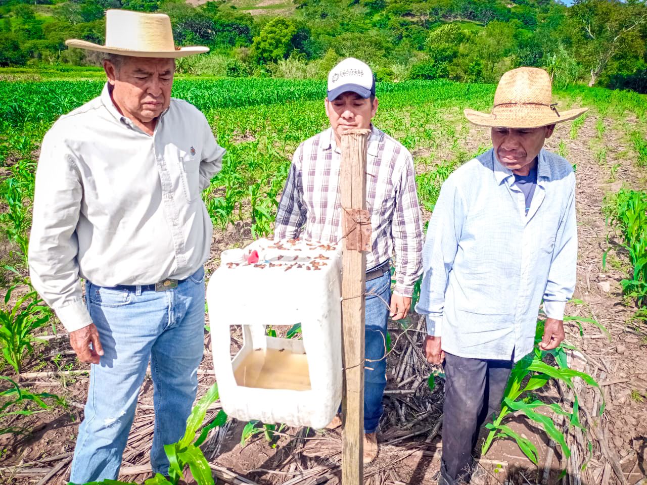 Implementa Evelyn Salgado en Guerrero control y manejo integrado de plagas