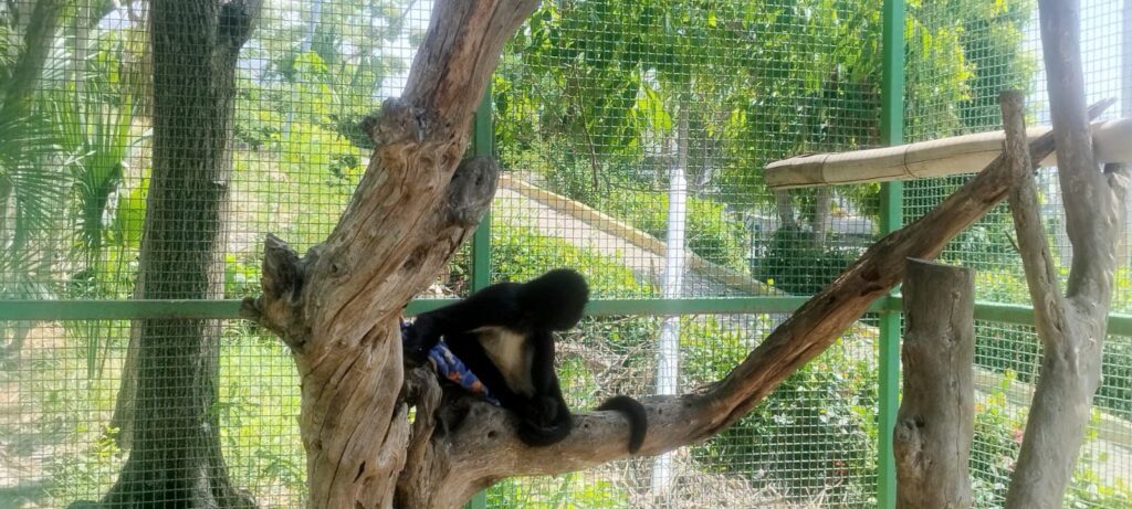 Trasladan a monos araña del Zoochilpan al Parque Papagayo