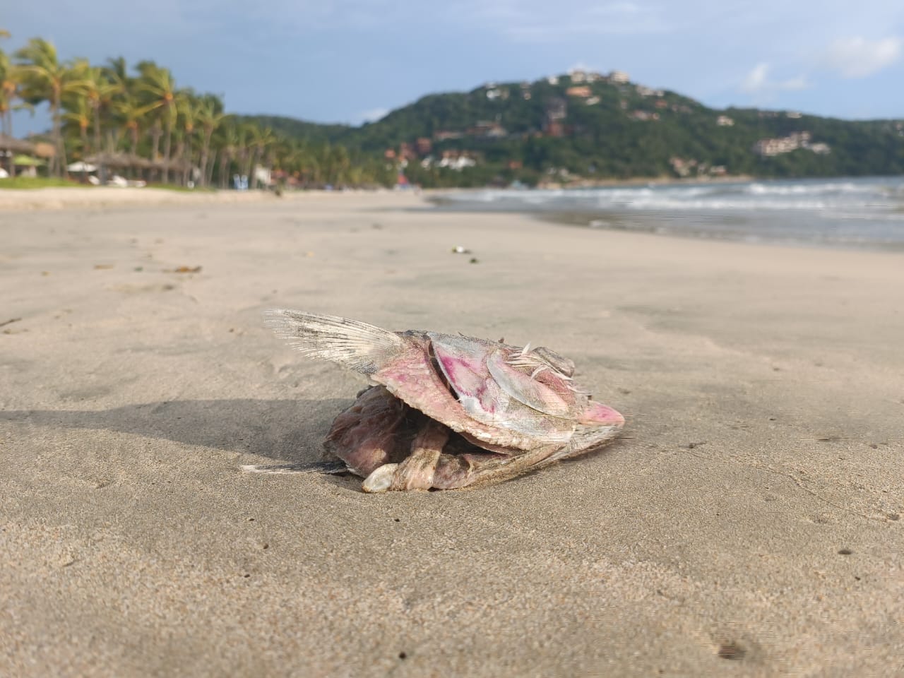 Restos de pescado en playa La Ropa generan mala imagen: Empresarios llaman a la conciencia