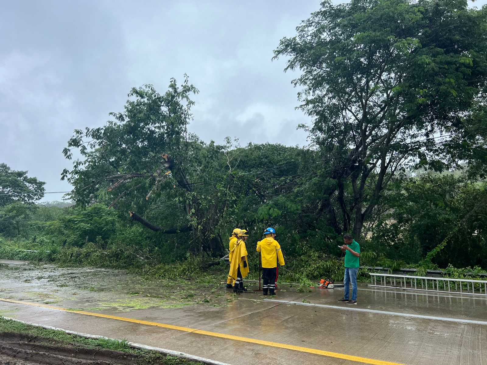 Árboles derribados por las lluvias en Zihuatanejo