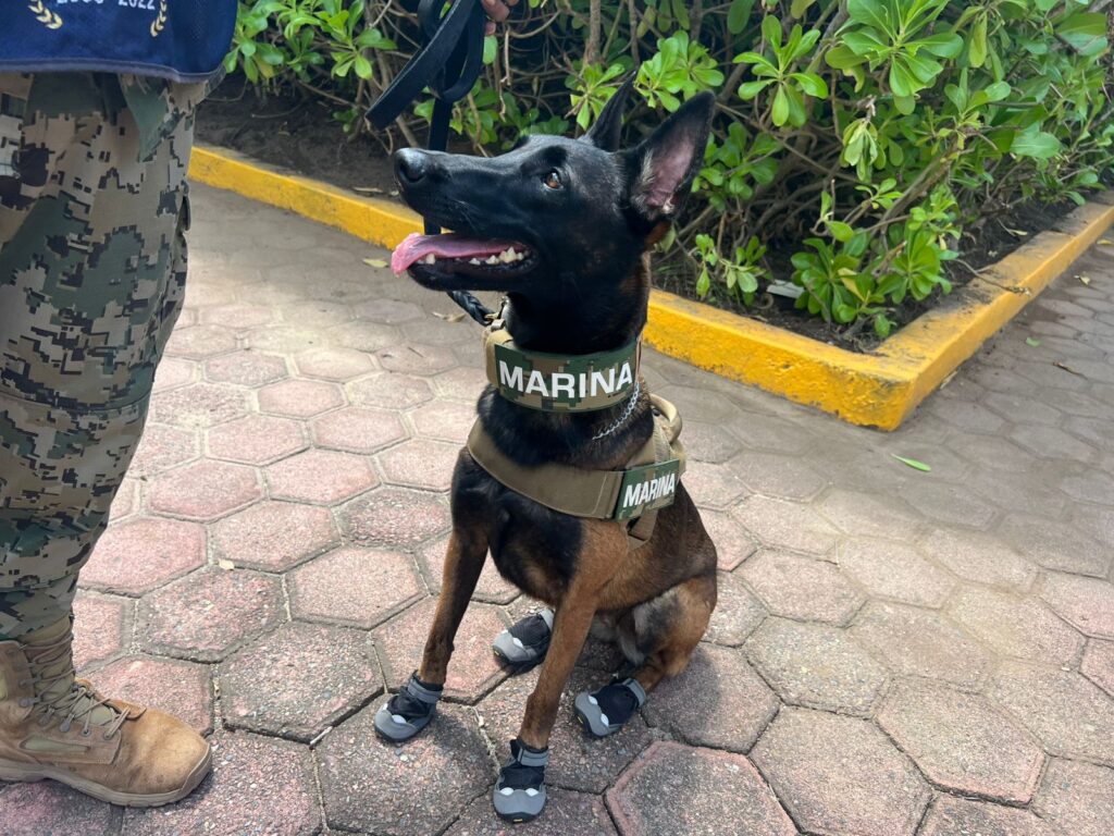 Binomios caninos de Marina, fundamentales en emergencias, explosivos y drogas