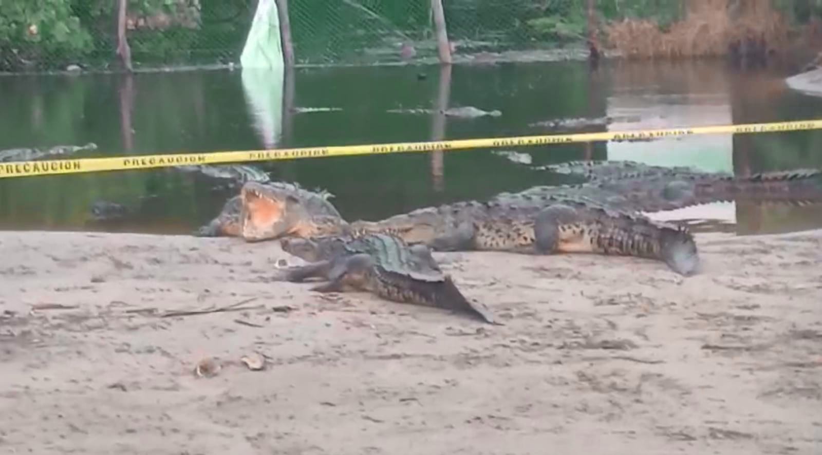 Cocodrilos en playa Linda atraen la atención de turistas; PC emiten advertencias para prevenir accidentes