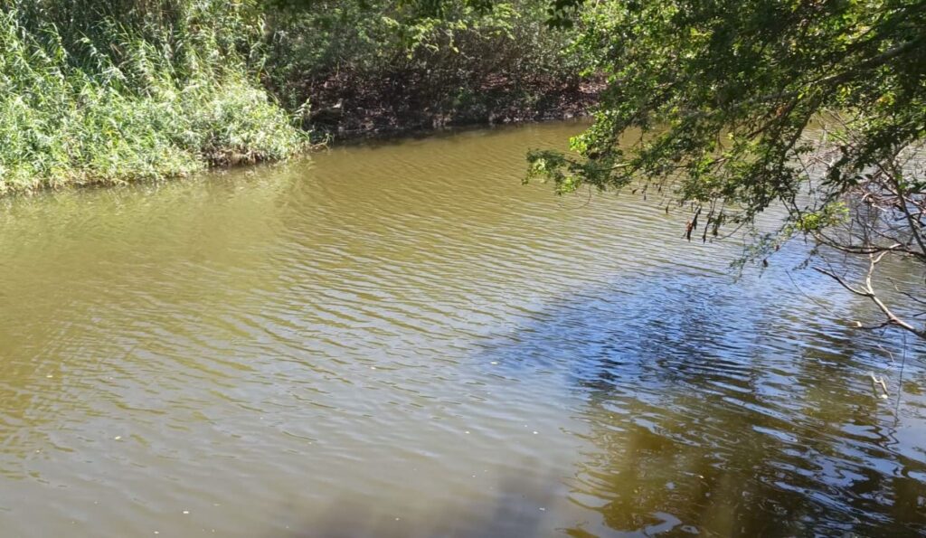 Preocupación en colonia Paraíso por presencia de cocodrilos; autoridades llaman a la prevención