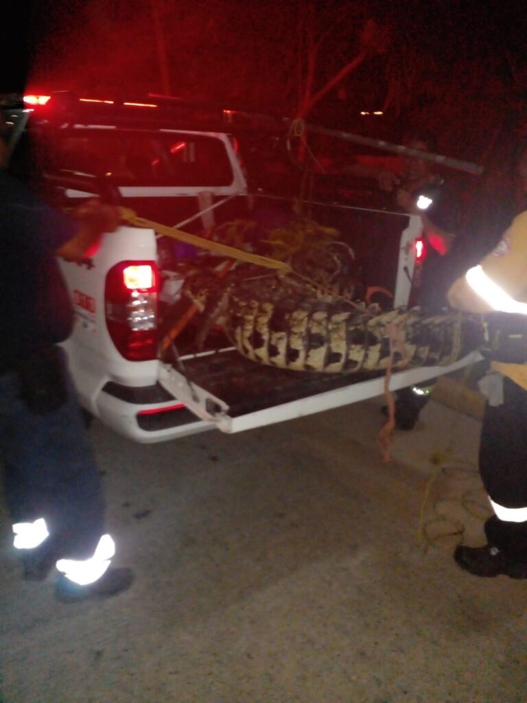 Suman 14 los cocodrilos capturados, pero faltarían más de 30, en Acapulco