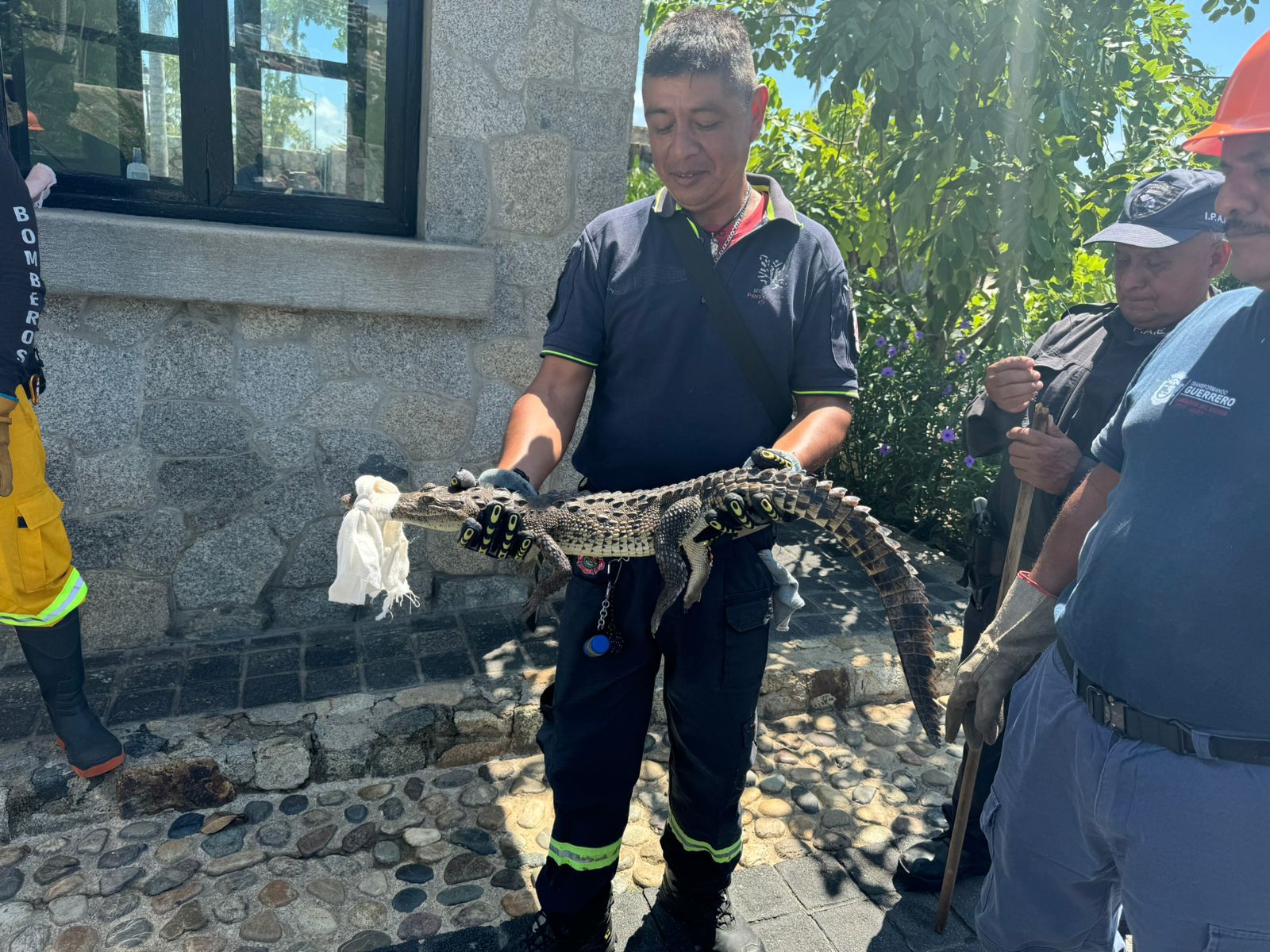 La SGIRPCGRO implementa operativo especial para capturar cocodrilos en zonas urbanas de Acapulco