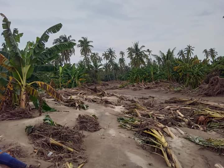 Se perderá 50% de la producción de plátano en Costa Grande