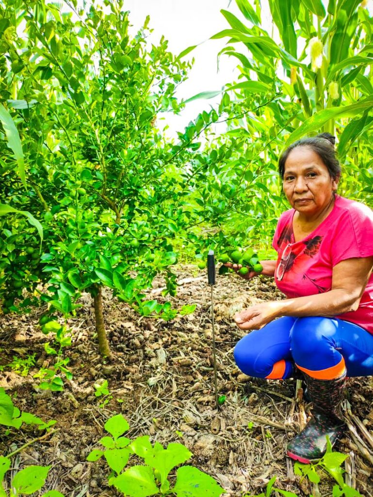 En Guerrero se ha cultivado cambios y cosechado bienestar con Sembrando Vida en 71 municipios del estado