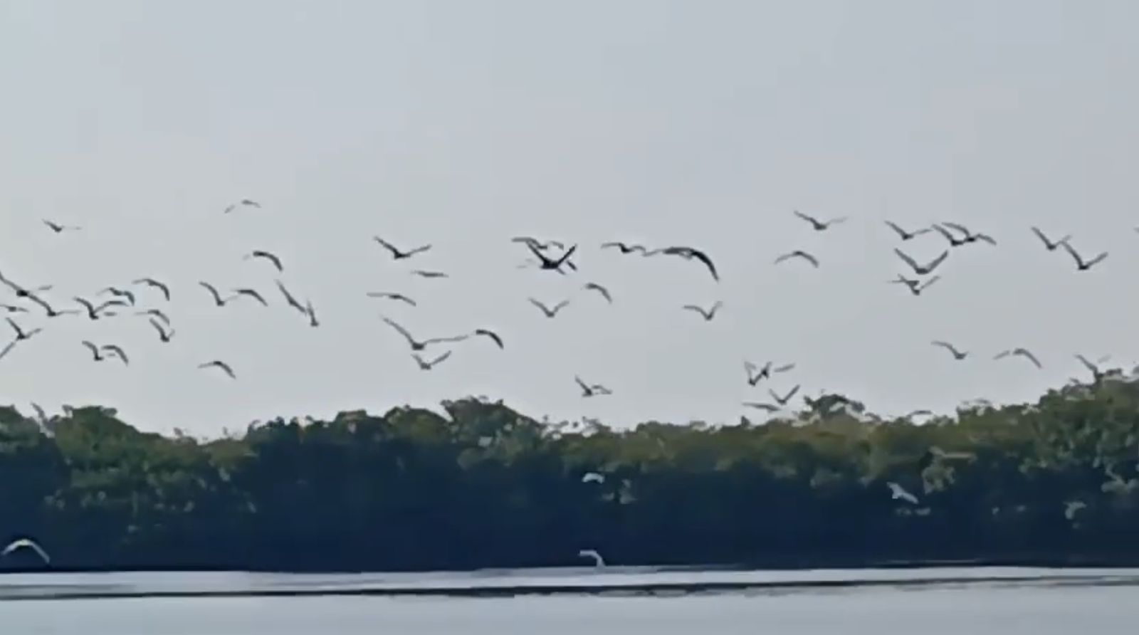 Barra de Potosí espera alta temporada de avistamiento de aves