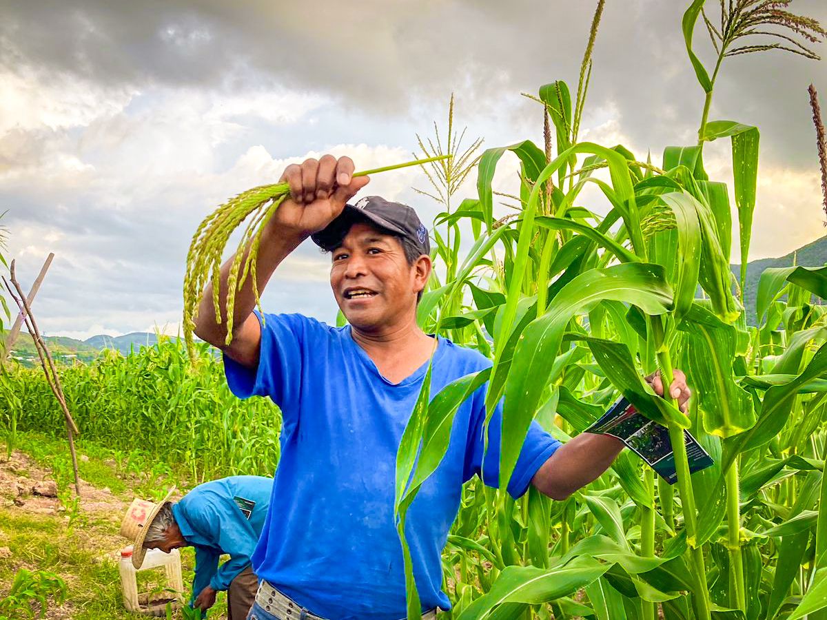 Sagadegro capacita a productores de Guerrero en mejoramiento genético de maíces nativos