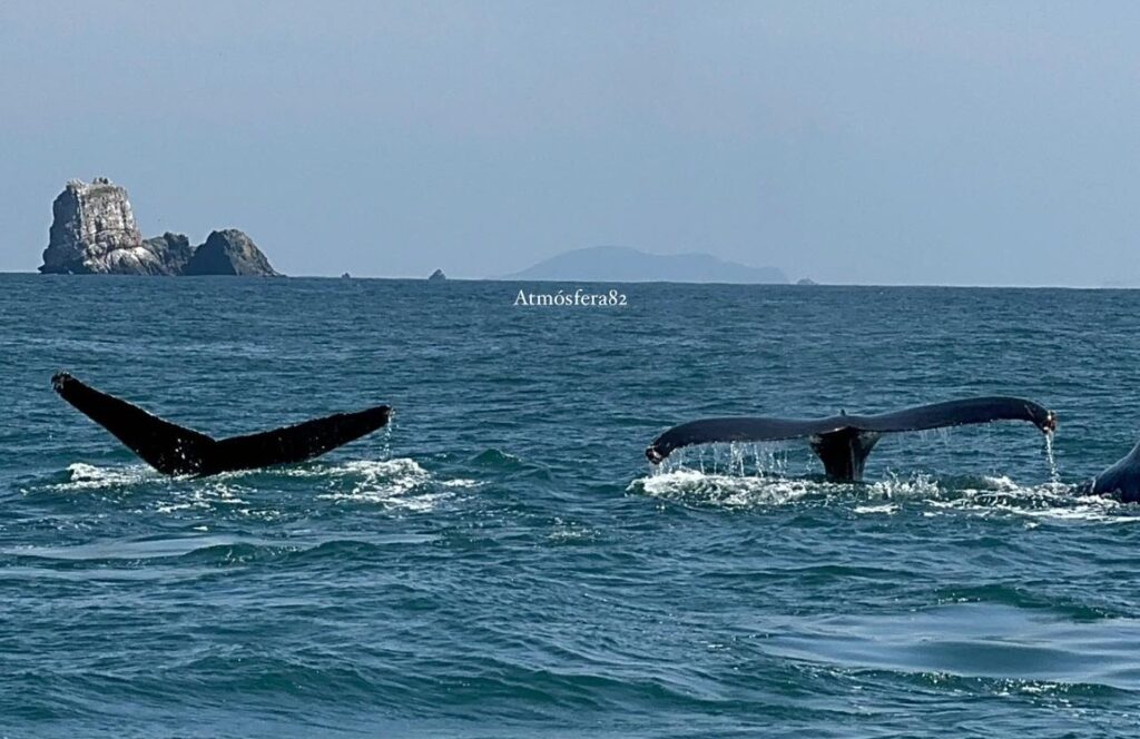 Corrientes favorecen llegada de ballenas jorobadas a Ixtapa-Zihuatanejo