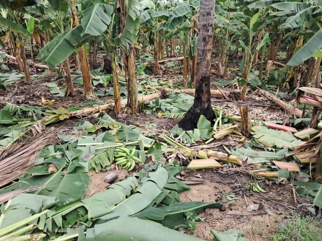 Productores de plátano en Tecpan denuncian robo de cultivos