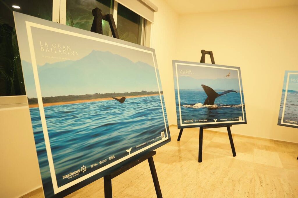 Se inaugura la temporada de avistamiento de ballenas “La Gran Bailarina”, un atractivo invaluable de Ixtapa Zihuatanejo