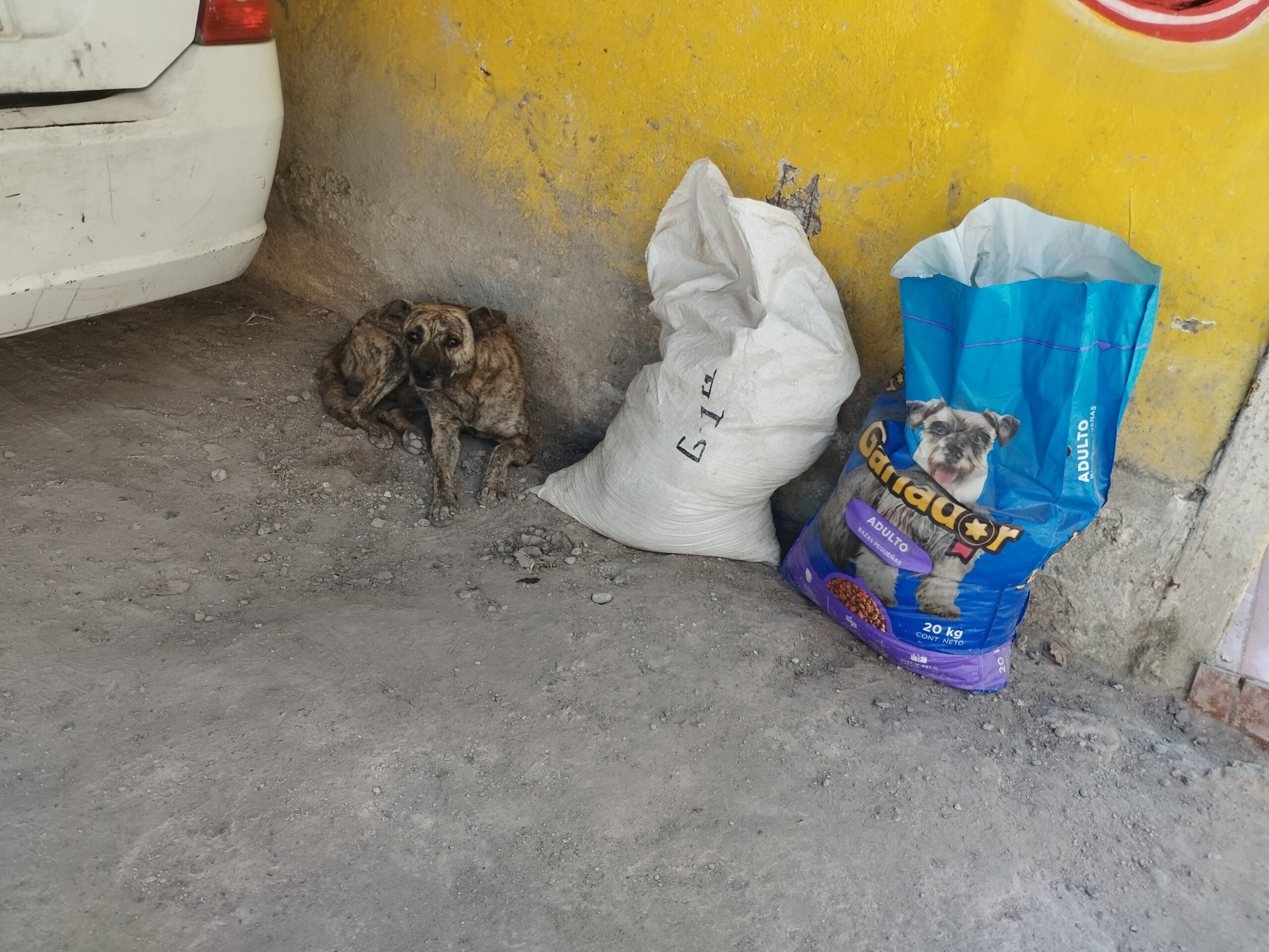 En Chilpancingo… Denuncian que 3 perros han sido abusados y torturados