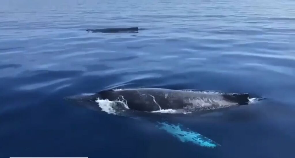 Ixtapa-Zihuatanejo en el pico del avistamiento de ballenas jorobadas