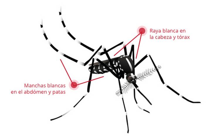 Más de mil casos de dengue en Costa Grande