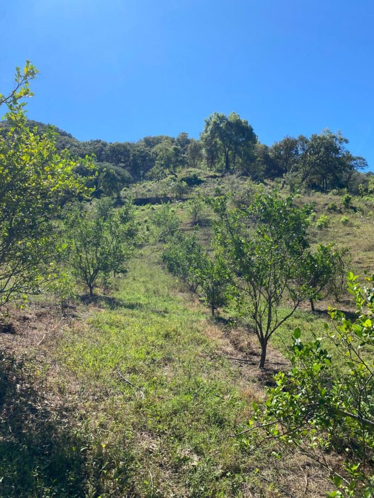 Lluvias recientes revitalizan la sierra de Zihuatanejo, se benefician agricultores y ganaderos