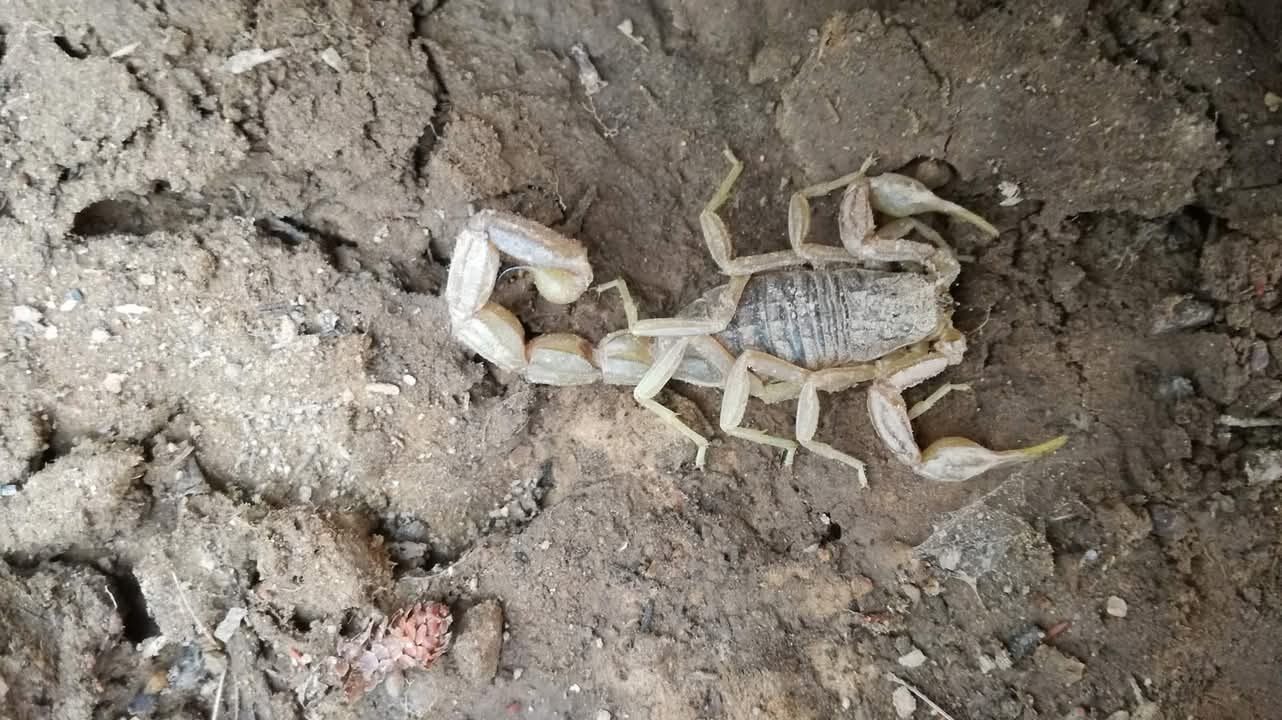 Joven a punto de perder la vida tras ser picado por un alacrán en Tecpan