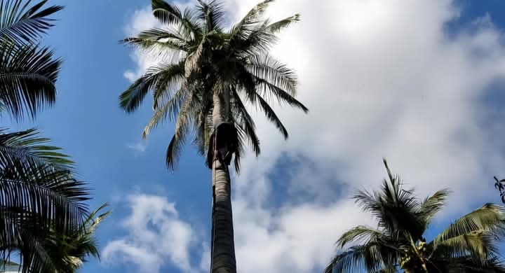 Renovación de plantaciones de coco, clave para mantener a Guerrero como el principal productor nacional