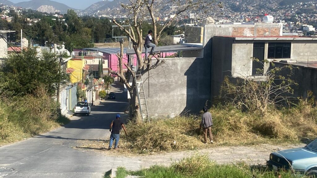 En Chilpancingo sigue la ilegal tala de árboles